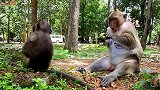 小猴试探性的拿走妈妈的果实，真是醒目的小猴！