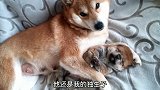柴犬生了小宝宝后，抱着不松开，这也太可爱了吧