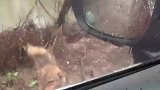 会撒娇的狗子命最好