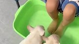 狗子喝宝宝的洗脚水喝撑了