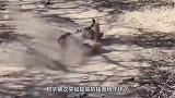 动物：狗狗被花豹咬住，看狗狗能否逃出生天
