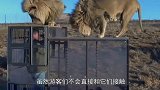 狮子窜进游览车里，瞬间化身大型猫咪，对游客撒娇