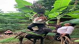 树上结了香蕉，姑娘站在马背上，直接拽下来！