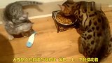 两只猫吃饭，小猫按着饭盆不让大猫吃，太搞笑了