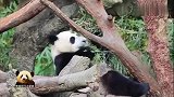 被迫营业的熊猫宝宝圆仔懒洋洋地“敷衍”卖萌，好可爱