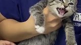 猫：快放开我，我才不要打针！