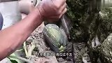 我：哥，遛耗子呢？大哥：你家耗子烫头啊？