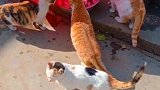 猫：兄弟们快过来，这里有很多鱼！
