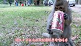 猴子在酒馆打工30年，工资只要香蕉不要钱，老板偷笑了
