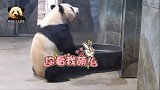 调皮的熊猫贝贝睡醒以后没事做，推起大黑盆开始搞事情，好滑稽