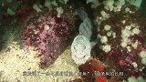 潜水员在深海发现不明怪鱼，用一块肉将其引诱，镜头记录全过程