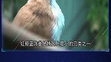 4个世界上最小的鸟