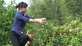 很多人做酸菜鱼第一步就做错了，秋月这样做汤鲜味美一家人都爱吃