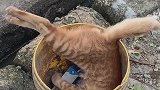 可怜的大橘猫，吃了死老鼠再也起不来了！
