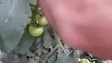 摘番茄，新鲜采摘，现场实拍
