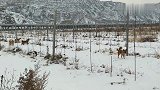 冰天雪地，野外，成群的流浪狗，它们何以为家，可怜