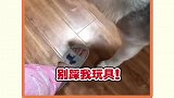 这个二哈肯定是学了孙子兵法