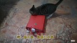 猫咪：你莫走！陪朕吃完饭再去看其他小猫可好？