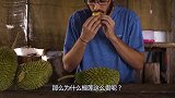 为什么榴莲如此贵？原来榴莲这这样采摘的，长见识了！