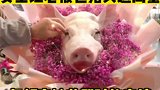 女生让老板包猪头送给闺蜜，真好奇她收到的表情