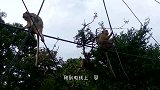 猴子被电击晕，机智同伴一招将其救下，镜头拍下全过程