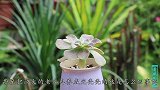 法师多肉掉叶子？如果是根系有问题，再不处理变“光头”