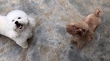 带狗宝宝珍妮果园里跑跑！虽然没有樱桃了，但是有各种蔬菜、桃子