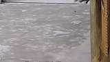 江苏南通：狗窝被大风刮跑，狗狗眼睁睁看着被吹跑的窝原地懵掉