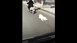 男子骑车拖行狗,竟是为给它买肉吃