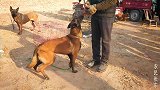 农村大叔在狗市上训练马犬，喂马犬吃肉时，差点咬着手