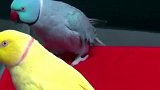 美女养了一只情商极高的鹦鹉！除了会学舌说话居然还会泡妞