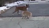 巨型猫决战比特犬，天下武功唯快不破，猫咪丝毫不虚