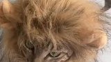 这就是有皮肤和没皮肤的区别，有皮肤瞬间变成猫王