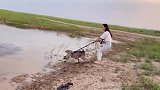 二哈：天天你遛我，今天我带你冲浪，抓紧了！