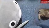 当小猫咪遇见了巨型鱼类玩具,猫,吓坏宝宝了