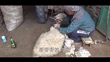 农村大黑剪羊毛拖地，大口大口吃羊肉，这吃相真馋人