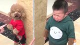 宝宝和泰迪打架，被妈妈“罚站”训斥，想哭又不敢哭