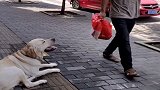 大爷肉掉在路上，下一秒狗狗做出这举动，真让人意外呀！