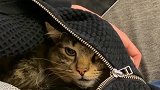 看来我养的不是一只猫咪，而是一个情敌啊，每天躲在我怀里都不出