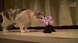 主人故意拿发光球试探猫咪，网友感觉猫咪要统治喵星人了!