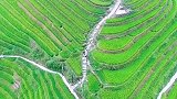 广西龙脊梯田，没有矿，只有梯田，约“搭谷子”，有一起的吗