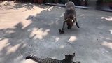猫咪在一旁静静的看狗狗抓老鼠，狗狗你怎么这么笨