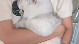 原来小猫咪也会社恐，直接躲到主人怀里不出来，社恐小猫