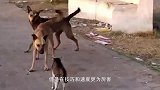 猫咪霸占狗狗的窝，狗狗想把自己的窝抢回来，下一秒别笑