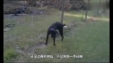 狗狗对着电网撒尿，刚尿出来就被电，镜头拍下了全过程