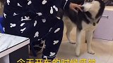 主人感冒了二哈的举动太暖心