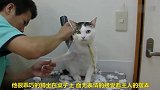 主人给猫咪剃毛，猫咪：咱也不敢问，咱也不敢说