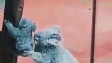 怕孩子从树上摔下来，树懒妈妈用手托着，世上只有妈妈好