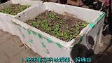 用泡沫箱子种菜好吗？现在清楚还不迟，看完告诉家人