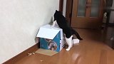 从小一起长大的猫咪，为了一个纸箱大打出手：这是我的纸箱